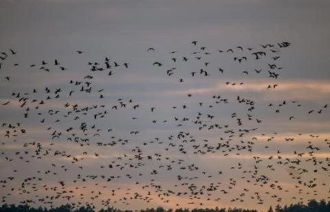 Europoje bundantis paukščių gripas verčia susirūpinti ir Lietuvos paukščių augintojus