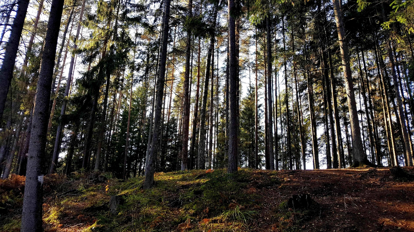 Gegužę tikrins, ar keturračių vairuotojai miškuose laikosi taisyklių