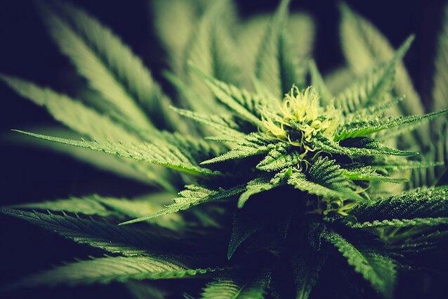 Juodpetriuose pas 4 nepilnamečius rasta narkotinės medžiagos