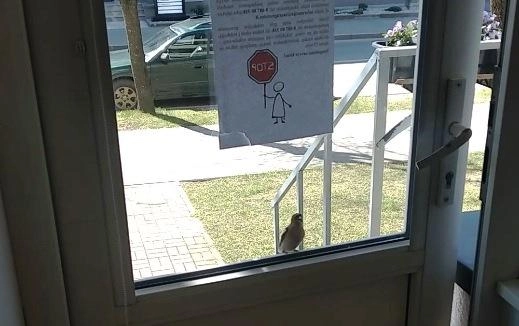 Keistas paukštelio elgesys: bandė patekti į redakciją