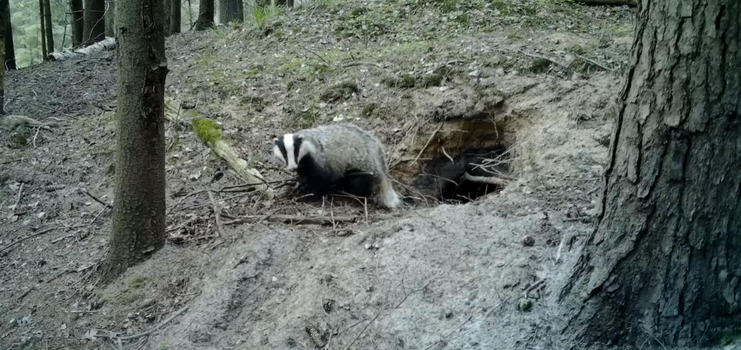 Ko nežinome apie barsukus?