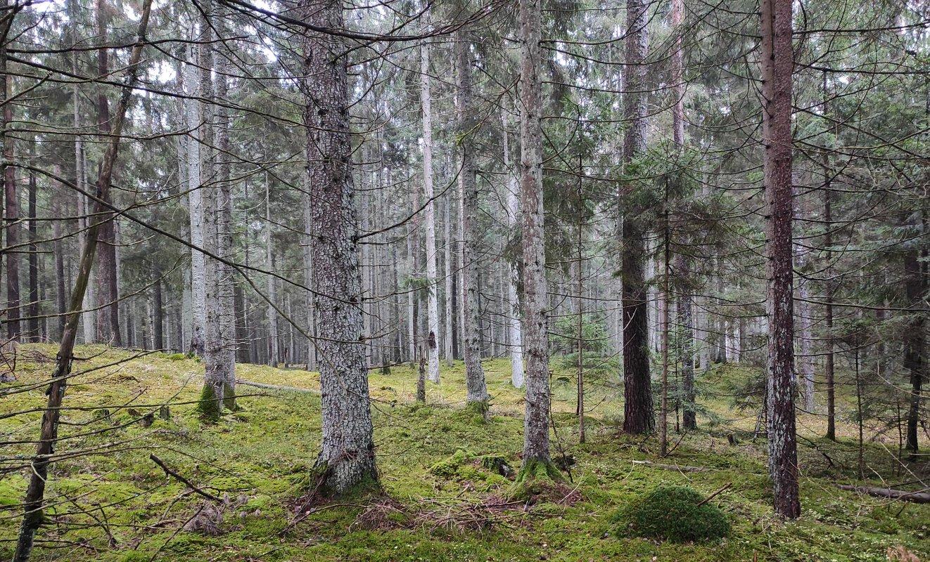 Medžiotojų pastebėti brakonieriai spruko, miške paliko keturratį