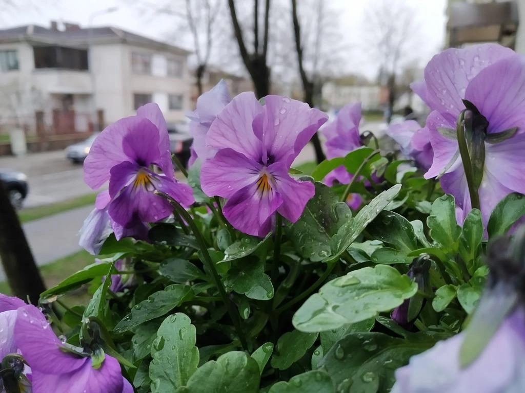 Orai: po žiemiškos savaitės pradžios bus šilta, bet šlapia
