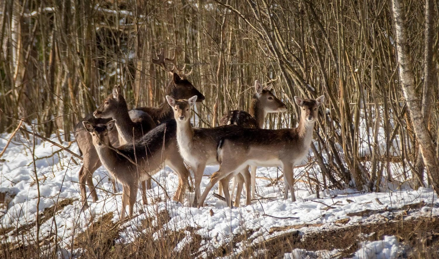 Orai: žiemą iš kojų vers atkeliausianti šiluma