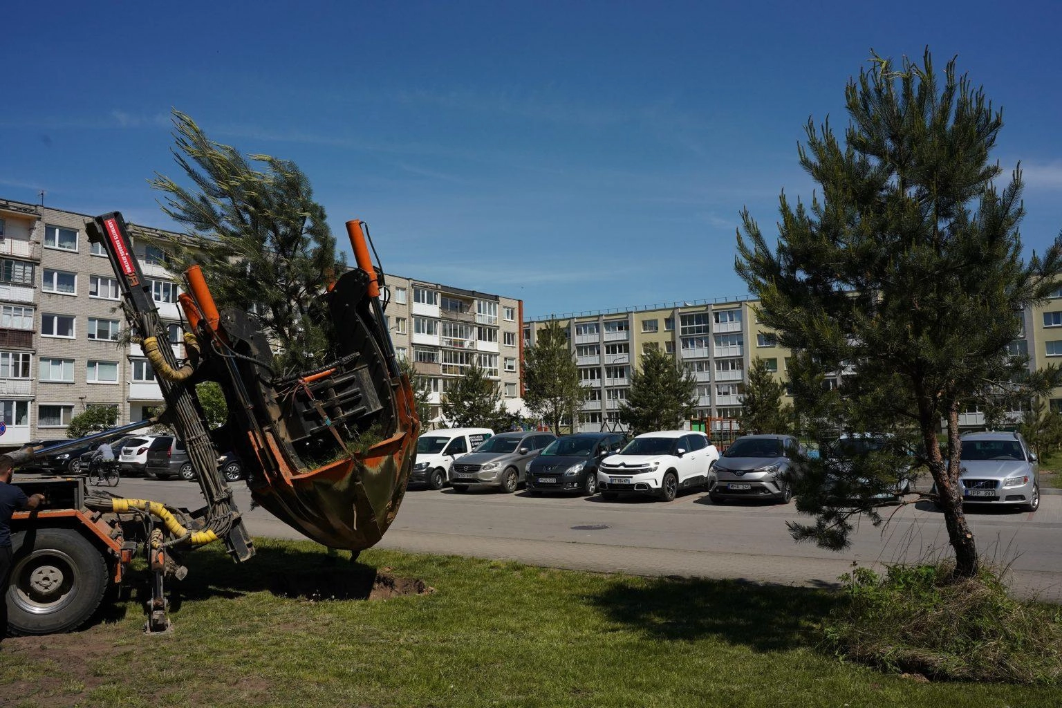 Persodinti dideli medžiai