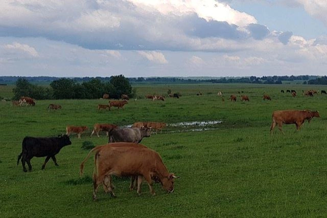 Pieno gamintojus pasieks 8 mln. eurų nacionalinės paramos