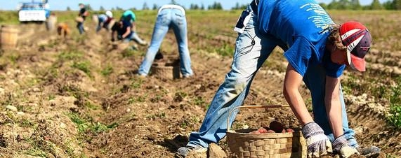 Prasidedant rudeninių sodo darbų sezonui, vaistininkai primena, kaip įveikti skausmą