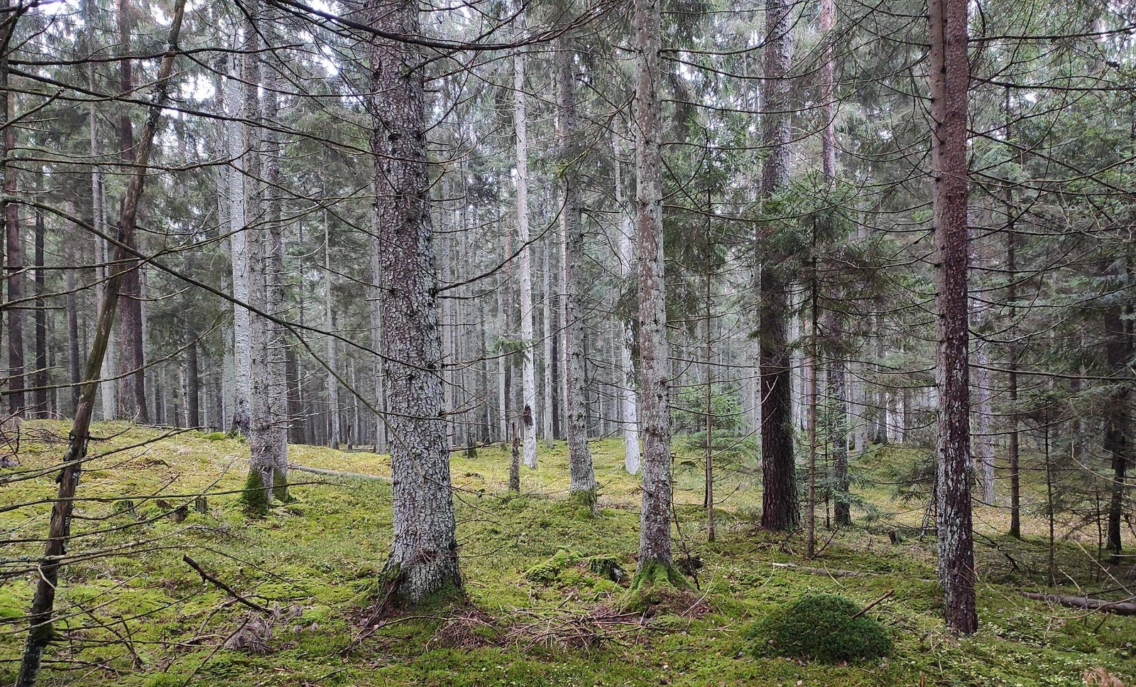 Sakalinės miške – pratybos