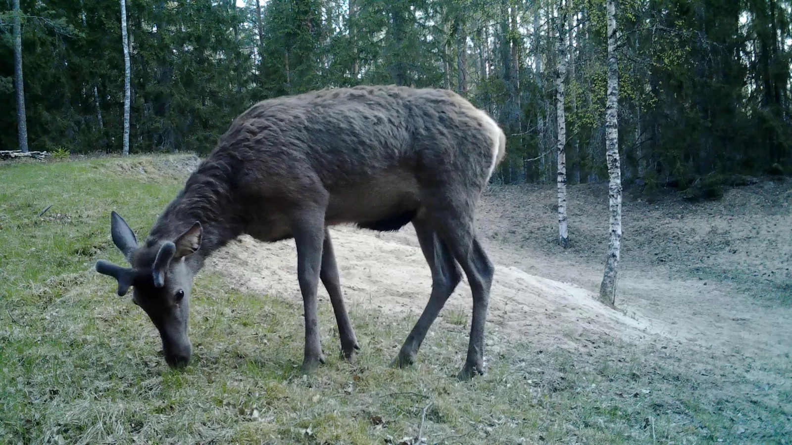 Viešvilės rezervatas: gyvūnų gyvenimas iš arti