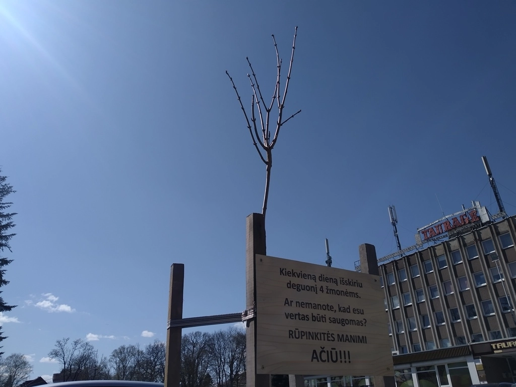 Žalumos niekada nebus per daug: tauragiškiai puošia savo miestą 