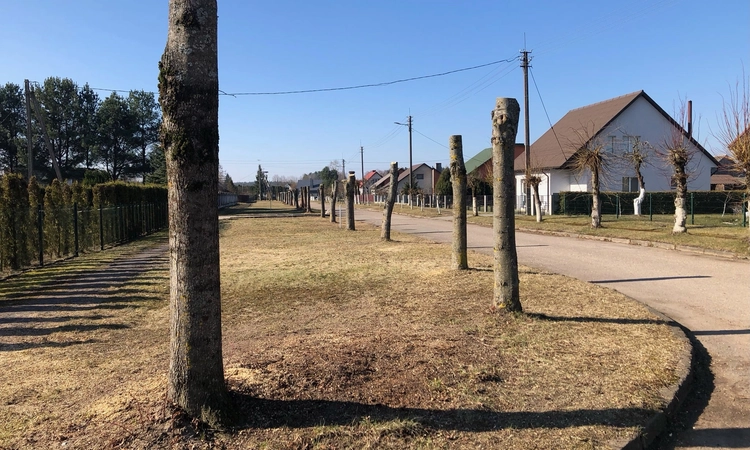 Savavališkas medžių genėjimas yra griežtai draudžiamas