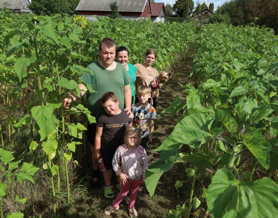 Saulėgrąžų labirinte pasiklysti neįmanoma