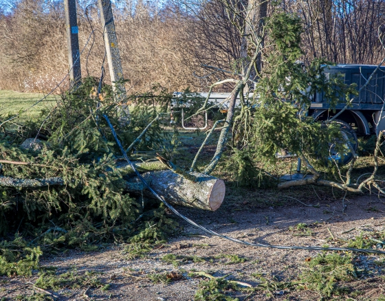 Stipraus vėjo verčiami medžiai laidus nutraukė tūkstantyje šalies vietų