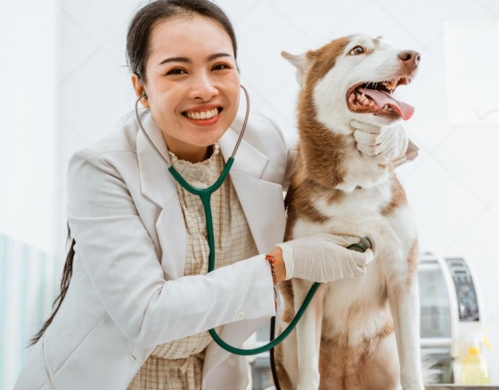 Veterinarijos etika ir gyvūnų gerovė