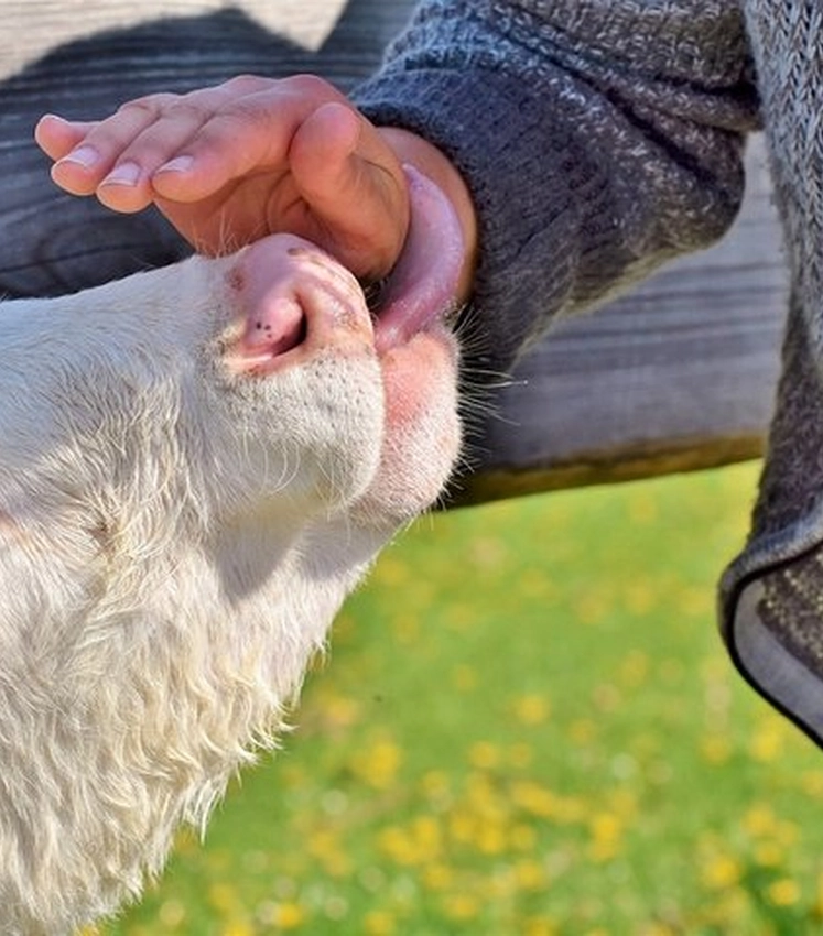 Sparčiai plinta užkrečiamosios gyvulių ligos – apsaugokite savo ūkį