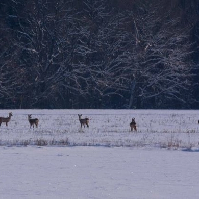 Adakavą pamilusi airė išleido dvi knygas apie tai, kokia nuostabi Lietuva