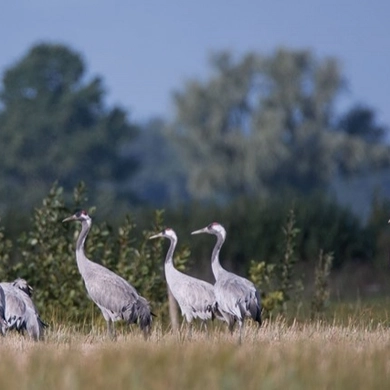 Adakavą pamilusi airė išleido dvi knygas apie tai, kokia nuostabi Lietuva