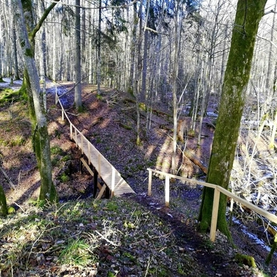 Atnaujino per mišką vedantį pažintinį taką