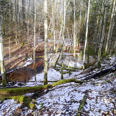 Atnaujino per mišką vedantį pažintinį taką