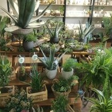 Baras, svaiginantis ne gėrimais, o... augalais