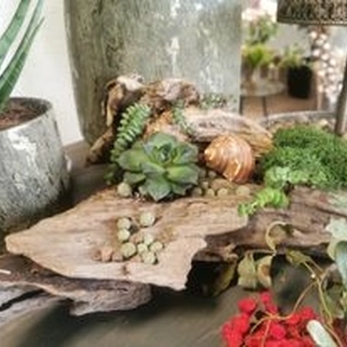 Baras, svaiginantis ne gėrimais, o... augalais