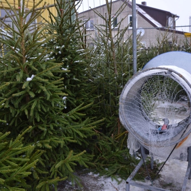 Būtinas šventės atributas – Kalėdų eglutė: kur pirkti, kokią ir už kiek?