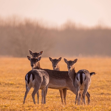 Fotografija – pomėgis, padedantis pabėgti nuo miesto šurmulio