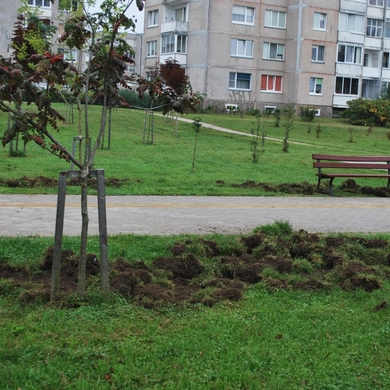 Kartų parke šiąnakt – šernų „viešnagė“