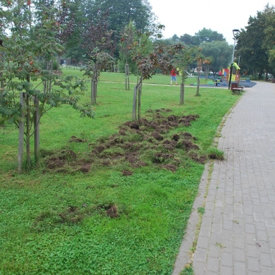 Kartų parke šiąnakt – šernų „viešnagė“