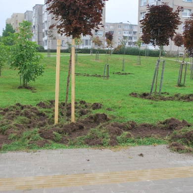 Kartų parke šiąnakt – šernų „viešnagė“