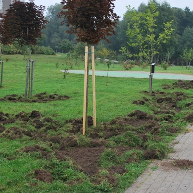 Kartų parke šiąnakt – šernų „viešnagė“