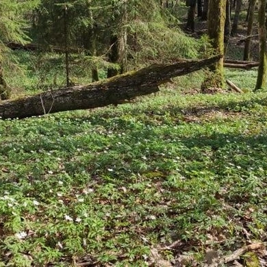 Laisvalaikiui – populiarėjančio lėtojo turizmo idėjos Pagramančio krašte