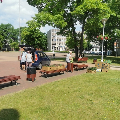 Miesto erdves spalvina vasarinės gėlės