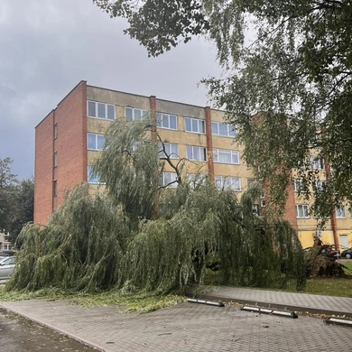 Nerimstantis vėjas varto medžius