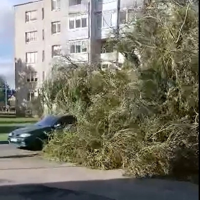 Nerimstantis vėjas varto medžius
