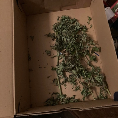 Pareigūnų sustabdytame automobilyje rasta kanapių