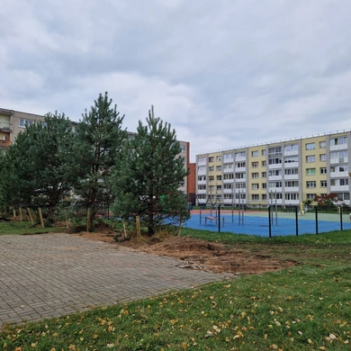 Po diskusijų audros beržų miesto centre nuspręsta neliesti