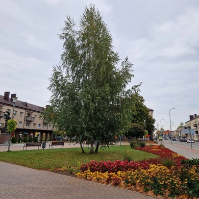 Po diskusijų audros beržų miesto centre nuspręsta neliesti