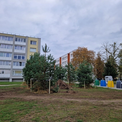 Po diskusijų audros beržų miesto centre nuspręsta neliesti