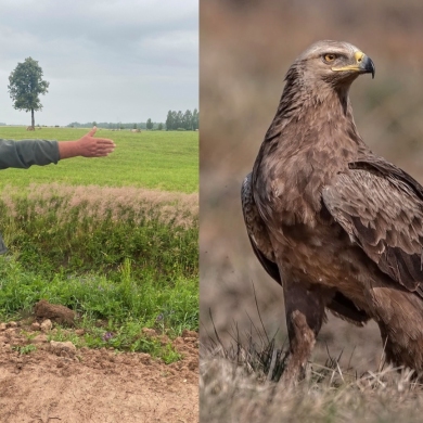 Saugomas paukštis kursto aistras, tačiau niekas jo nėra matę