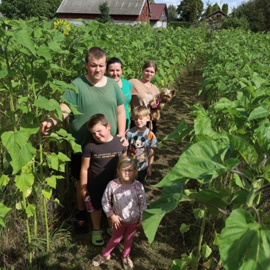 Saulėgrąžų labirinte pasiklysti neįmanoma