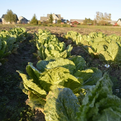 Su meile pasodintas daržas – pilnas gėrybių