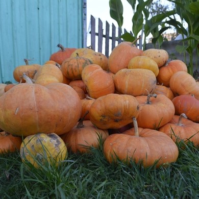 Su meile pasodintas daržas – pilnas gėrybių