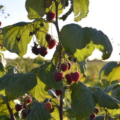 Su meile pasodintas daržas – pilnas gėrybių