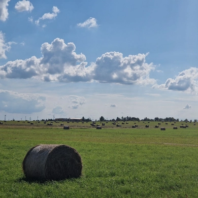 Tauragės rajone – rekordiniai žolės kiekiai