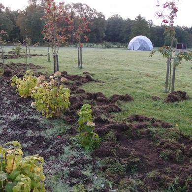 Tauragiškius šiurpina šernų puotos mieste