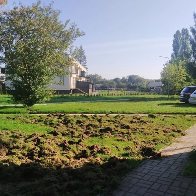 Tauragiškius šiurpina šernų puotos mieste