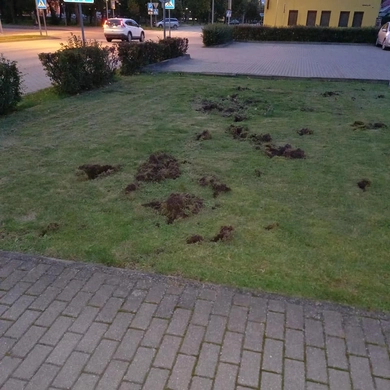 Tauragiškius šiurpina šernų puotos mieste