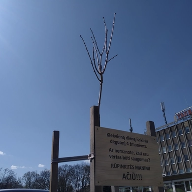Žalumos niekada nebus per daug: tauragiškiai puošia savo miestą 