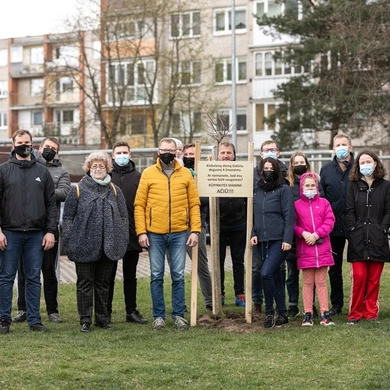 Žalumos niekada nebus per daug: tauragiškiai puošia savo miestą 